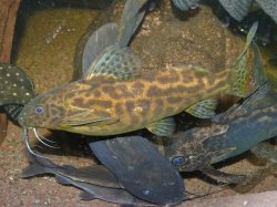 Synodontis waterloti