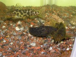 Synodontis waterloti