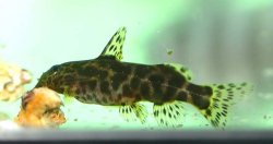 Synodontis waterloti