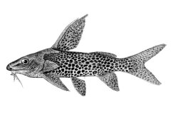 Synodontis woosnami