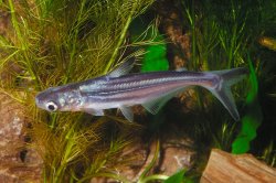 Pangasianodon hypophthalmus - Click for species page
