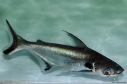 Pangasius larnaudii - Click for species page