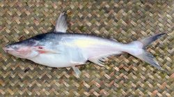 Pangasius nasutus - Click for species page