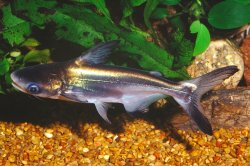 Pangasius sanitwongsei - Click for species page