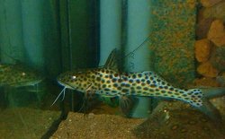 Aguarunichthys tocantinsensis - Click for species page