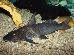 Aguarunichthys torosus - Click for species page