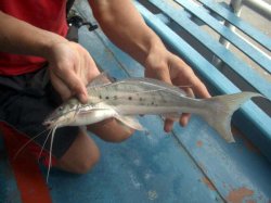 Calophysus macropterus