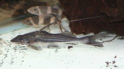 Iheringichthys megalops - Click for species page