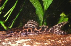 Leiarius marmoratus - Click for species page