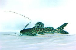 Leiarius marmoratus