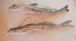 Pimelabditus moli