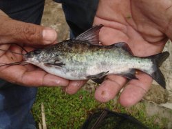 Pimelodus argenteus - Click for species page