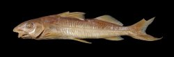 Pimelodus fur - Click for species page