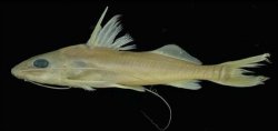 Pimelodus halisodous - Click for species data page