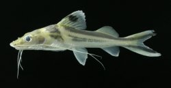 Pimelodus ornatus