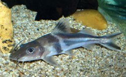 Pimelodus ornatus