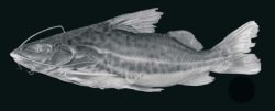 Pimelodus pantaneiro - Click for species page