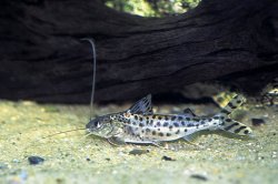 Pimelodus pictus - Click for species page