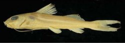 Pimelodus stewarti - Click for species page