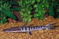 Pseudoplatystoma tigrinum - Click for species page