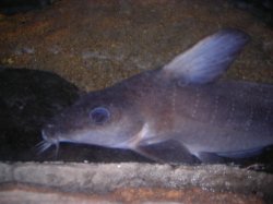 Anodontiglanis dahli