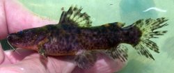 Batrochoglanis cf. villosus - Click for species page