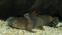 Pseudopimelodus bufonius