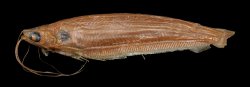 Parailia somalensis - Click for species page