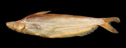 Schilbe uranoscopus - Click for species page