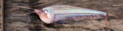 Kryptopterus limpok - Click for species page