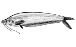 Micronema moorei - Click for species page
