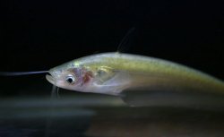 Ompok bimaculatus