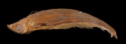 Ompok hypophthalmus - Click for species page
