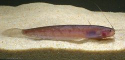 Silurichthys hasseltii - Click for species page