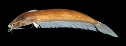 Silurichthys ligneolus