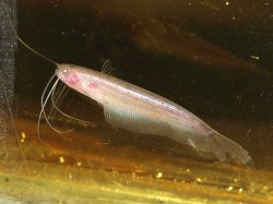 Silurichthys phaiosoma