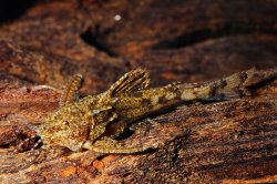 Erethistes jerdoni - Click for species page