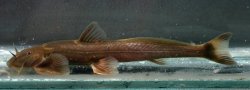 Exostoma ericinum - Click for species page