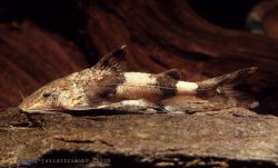 Glyptothorax honghensis - Click for species page