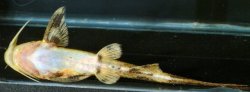 Glyptothorax platypogonides