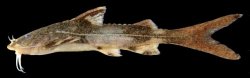 Glyptothorax platypogonides