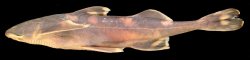 Pseudecheneis brachyura - Click for species page