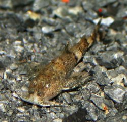 Pseudolaguvia flavida