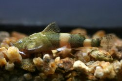 Pseudolaguvia shawi - Click for species page