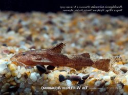 Pseudolaguvia tuberculata - Click for species page