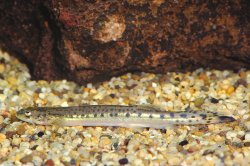 Henonemus triacanthopomus - Click for species page